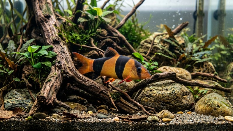 un botia payaso naranja explorando entre rocas y raíces sumergidas en el fondo de un acuario limpio