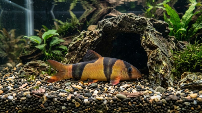 un botia payaso tumbado de lado descansando en el fondo junto a la entrada de una cueva de un acuario