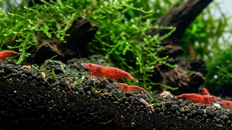 un primer plano de gambas cherry rojas caminando sobre un sustrato oscuro de un acuario plantado, con agua cristalina y musgo al fondo