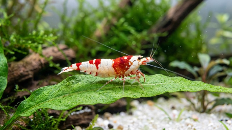 un primer plano de una gamba crystal red blanca y roja sobre una hoja verde dentro de un acuario de aguas blandas muy cristalinas