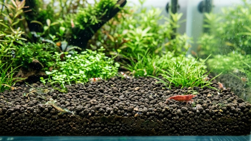 un primer plano de sustrato activo oscuro granulado de acuario para gambas extendido sobre el fondo de un tanque plantado