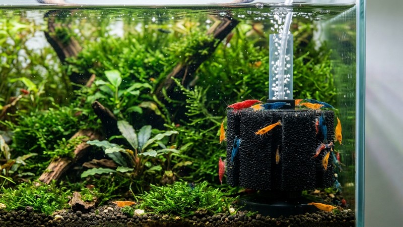 un filtro de esponja de acuario burbujeando suave en la esquina de un gambario plantado con musgo, con gambas de colores subidas en la esponja