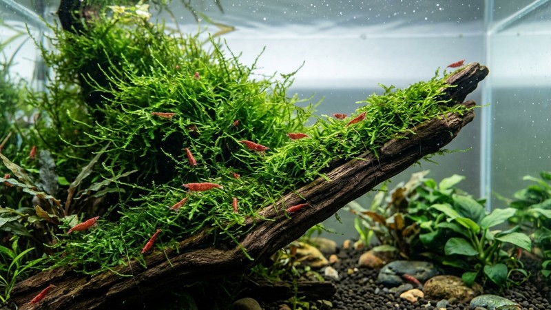 una alfombra frondosa de musgo de Java atado a un tronco dentro de un acuario cristalino, con pequeñas gambas rojas escondidas entre las hebras