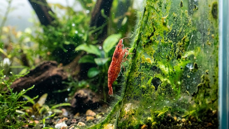 un primer plano del cristal de un acuario maduro cubierto de una fina capa de biofilm y microalga verde, con una gamba pastando sobre él