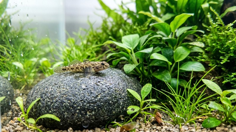 un diminuto gobio de agua dulce apoyado sobre una piedra plana que muestra su pequeño tamaño junto a plantas acuáticas verdes, en un acuario limpio y sano de agua cristalina