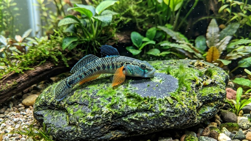 un gobio Stiphodon raspando algas de una piedra plana con su boca gruesa pegada a la superficie, en un acuario maduro de agua cristalina