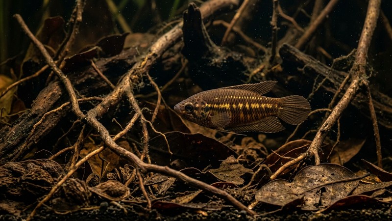 un gurami chocolate marrón con bandas doradas entre raíces y hojarasca en un acuario de aguas oscuras