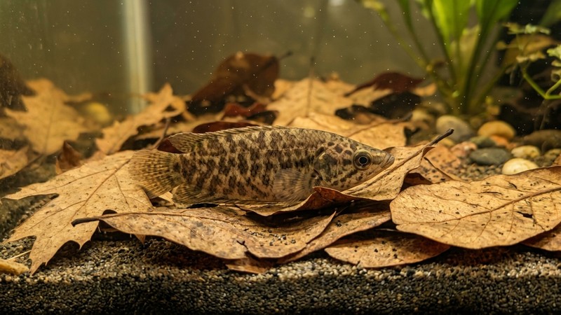 un gurami leopardo camuflado entre hojas secas en el fondo de un acuario, imitando una hoja caída