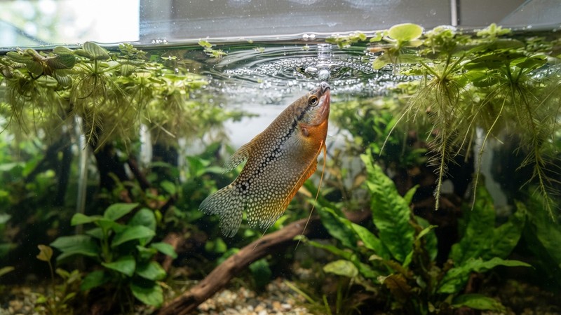 un gurami perla subiendo hacia la superficie tranquila de un acuario para tomar aire, con plantas flotantes verdes arriba y una fina cámara de aire sobre el agua