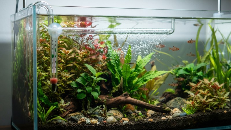 un termómetro de acuario y la salida difusa de un filtro con flauta disipadora en un tanque plantado de agua cristalina y superficie en calma, colores vivos y realistas