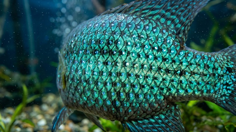 un primer plano de las escamas de un green terror donde se aprecia el brillo verde turquesa metálico y los puntos que tiran a azul bajo la luz, en agua cristalina