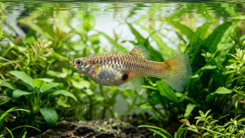 una hembra de guppy grávida vista de perfil, con el vientre redondeado y una mancha oscura visible cerca de la aleta anal, sobre un fondo de plantas acuáticas verdes y agua limpia