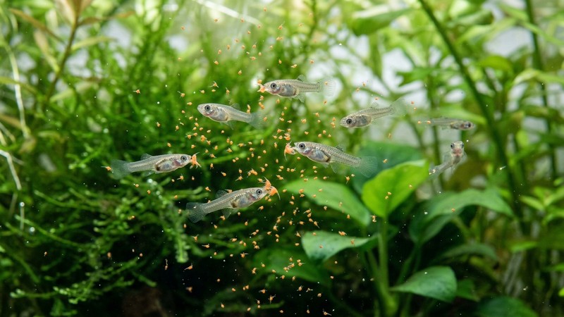 alevines de guppy pequeños alimentándose de diminutas partículas anaranjadas de artemia suspendidas en agua cristalina, con vegetación verde suave al fondo