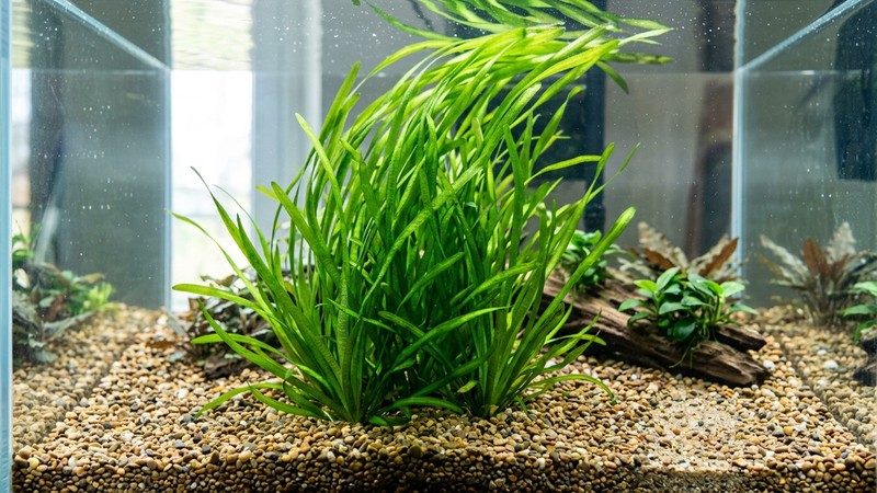 una mata de najas clavada en la grava del fondo de un acuario recien montado, formando una masa verde esponjosa, agua limpia y transparente