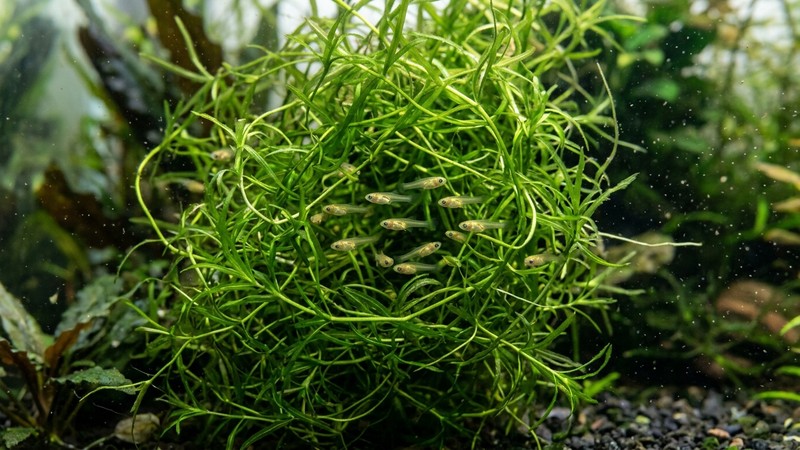 diminutos alevines de guppy escondidos entre la maraña densa de hilos verdes de la guppy grass, protegidos en su interior
