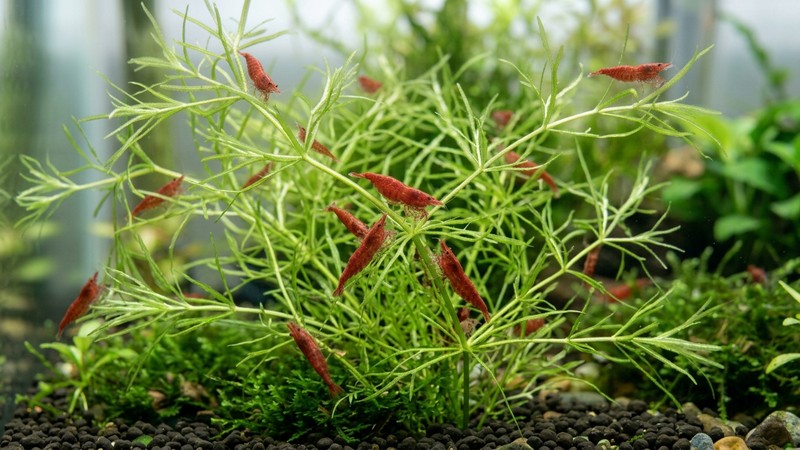 pequeñas gambas de color rojo pastando entre los tallos finos de una mata de guppy grass en un acuario de gambario limpio