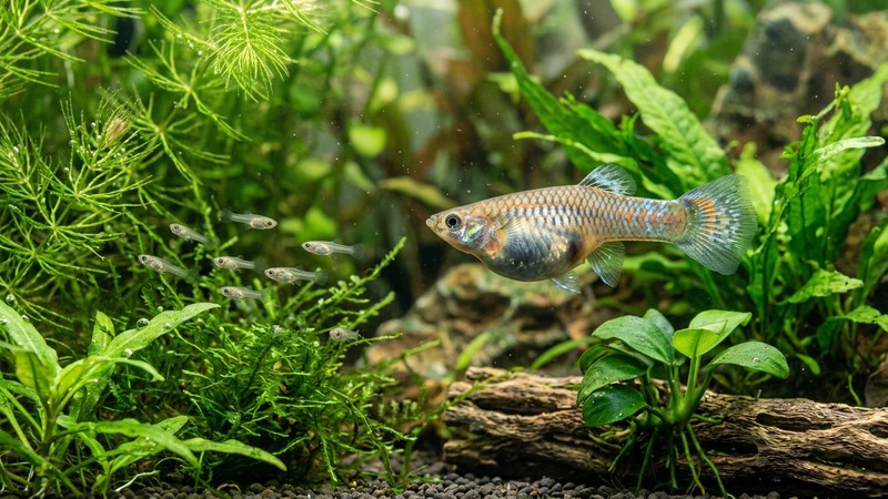 una hembra de guppy de vientre abultado junto a varias crías diminutas nadando entre plantas