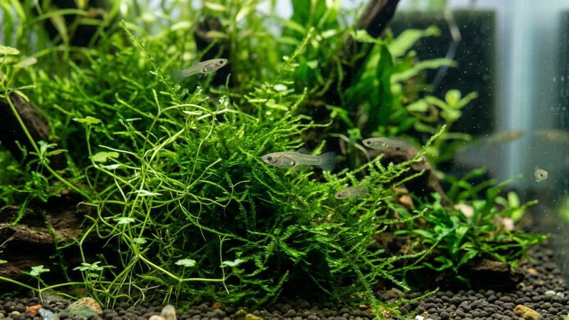 crías de guppy escondiéndose entre musgo y plantas de hoja fina en un acuario