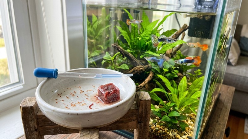 artemia y alimento congelado en un cuenco junto a un acuario de guppys sanos