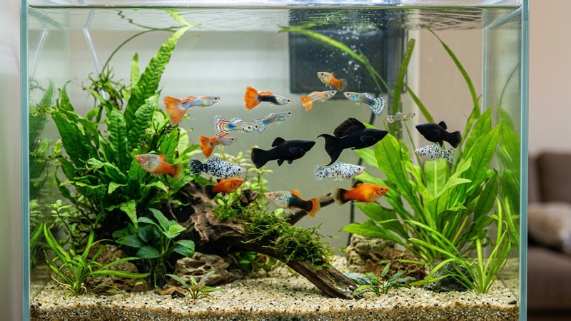 guppys conviviendo con mollys y platys en un acuario comunitario limpio