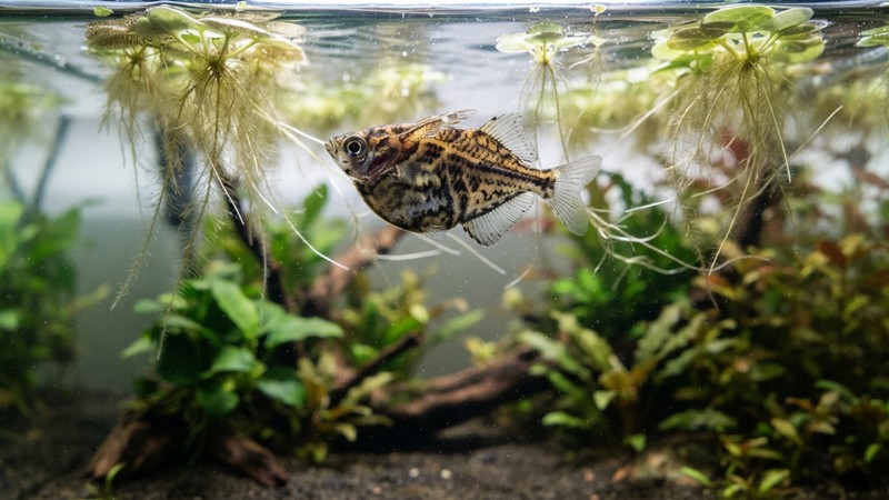 un pez hacha mármol en primer plano mostrando su patrón jaspeado en tonos marrones y oscuros sobre fondo claro, nadando entre raíces colgantes de plantas flotantes, agua transparente de acuario sano