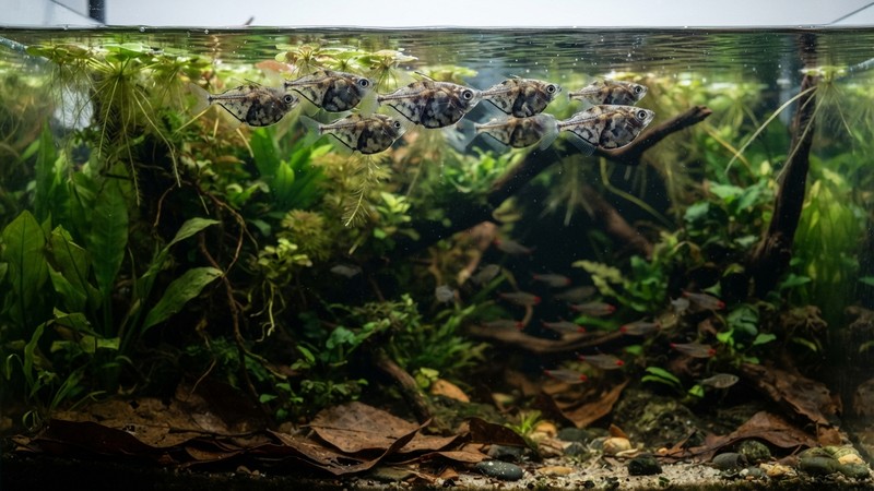 un pequeño cardumen de peces hacha reunidos en el tercio superior de un acuario plantado, todos alineados cerca de la superficie, agua cristalina y ambiente tranquilo de biotopo amazónico