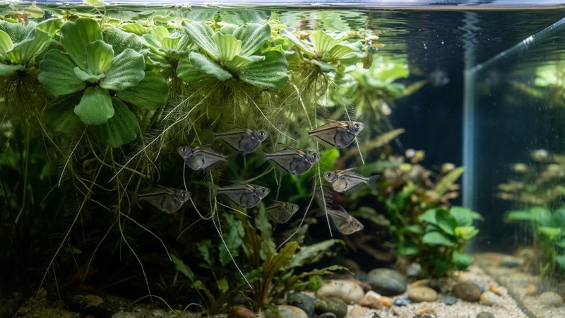 la superficie de un acuario cubierta parcialmente por plantas flotantes de lechuga de agua que crean sombra y cobertura, con peces hacha protegidos debajo, agua transparente y verde exuberante
