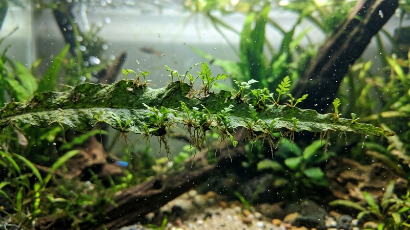 un primer plano de una hoja vieja de helecho de Java con pequeñas plantas hijas naciendo en sus bordes y puntas, bajo el agua