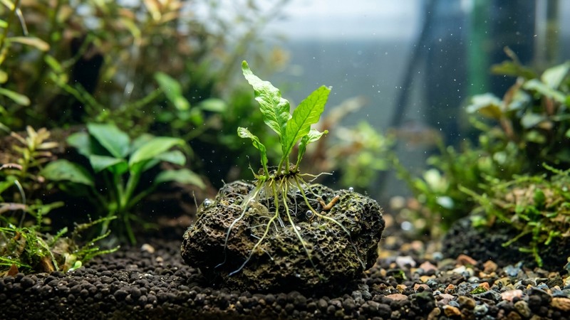 una plántula joven de helecho de Java con sus primeras raíces atada a una pequeña roca dentro de un acuario