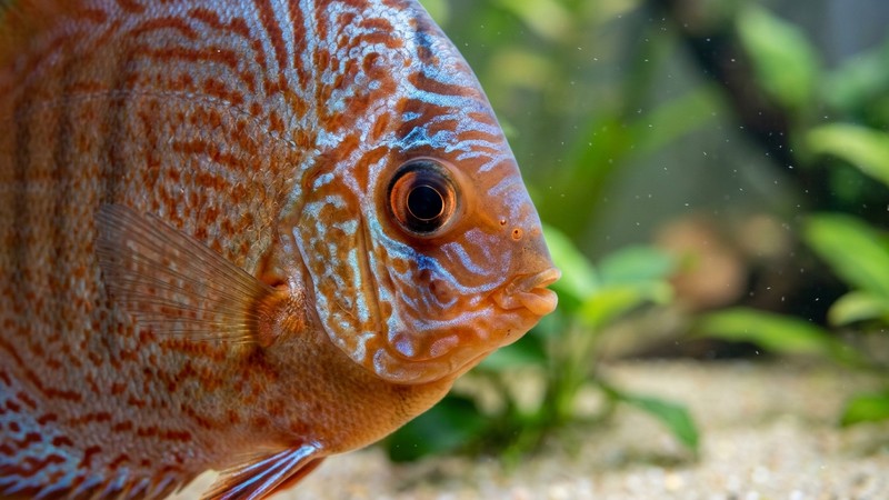 un primer plano de la cabeza de un pez disco sano, con escamas íntegras y piel lisa y brillante, dentro de un acuario de agua cristalina