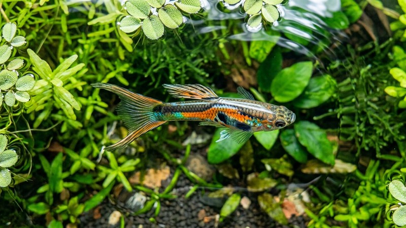 un pez sano visto desde arriba, con las escamas completamente lisas y planas, sobre el agua clara de un acuario plantado
