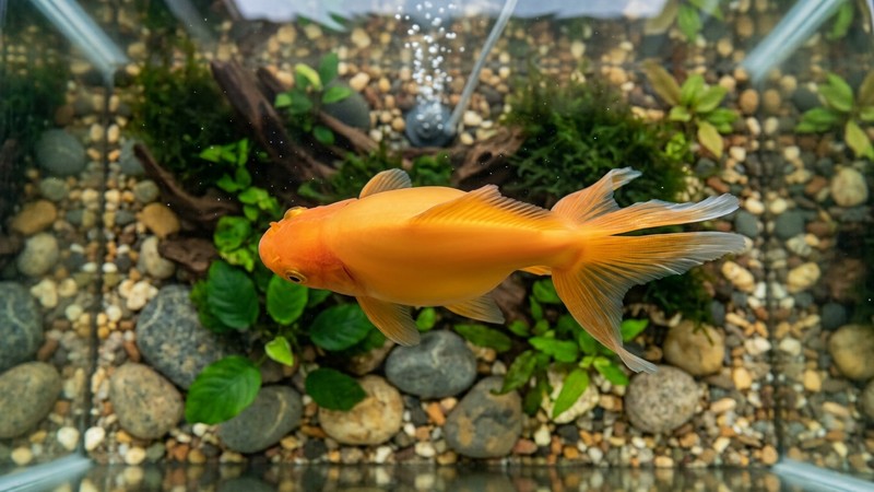 un goldfish sano y regordete visto desde arriba, con el cuerpo redondeado y las escamas completamente lisas y planas, en agua clara de un acuario