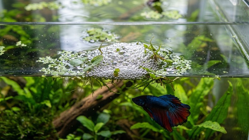 un nido de burbujas flotando en la superficie calmada de un acuario, una balsa de burbujas brillantes reforzada con trozos de planta entre hojas flotantes