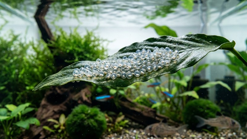 huevos de pez sanos y translúcidos adheridos a una hoja ancha dentro de un acuario limpio