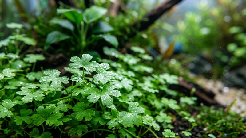 un primer plano extremo de las hojas de Hydrocotyle tripartita, cada hoja diminuta partida en tres lóbulos como una sombrilla verde, gotas de agua sobre la superficie, fondo desenfocado de acuario