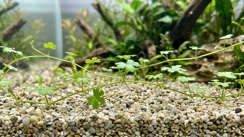 tallos rastreros y finos de Hydrocotyle tripartita reptando sobre un sustrato de grava clara dentro de un acuario, con raíces diminutas asomando en los nudos, agua transparente