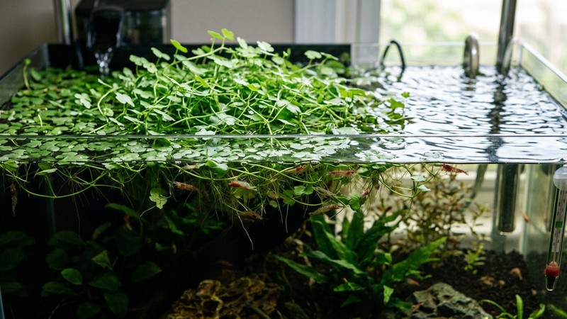 Hydrocotyle tripartita flotando libre en la superficie de un acuario, formando una capa verde que da sombra al agua, gambas pequeñas visibles entre los tallos