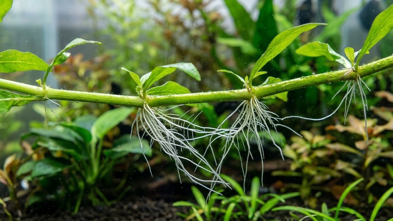 un detalle de tallo de Hygrophila con finas raíces blancas asomando en los nudos, sobre fondo de acuario plantado desenfocado