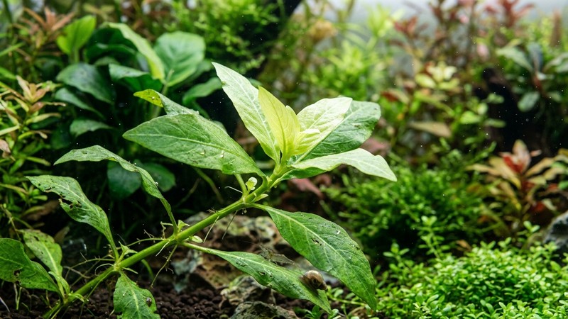un primer plano de hojas de Hygrophila mostrando hojas nuevas más pálidas en la punta del tallo dentro de un acuario plantado
