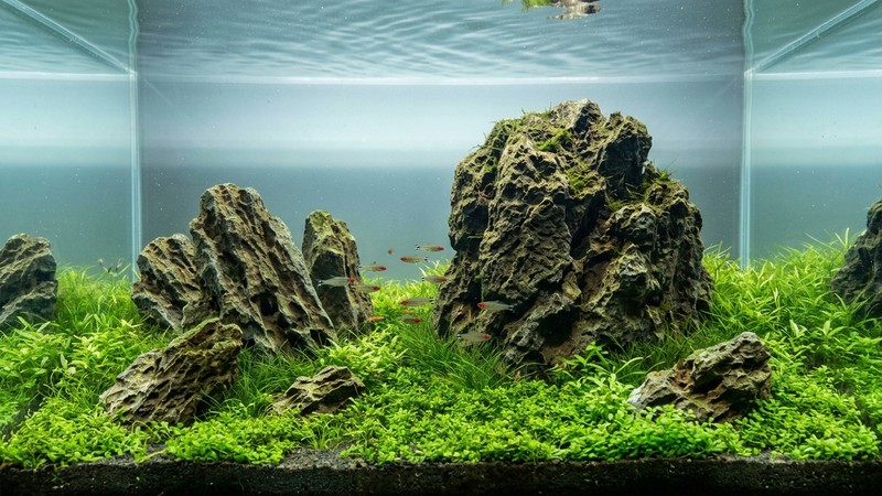 una composición submarina con cinco rocas de aquascaping dispuestas en número impar sobre una pradera verde a ras del sustrato, una piedra claramente más grande dominando la escena, agua limpia y transparente