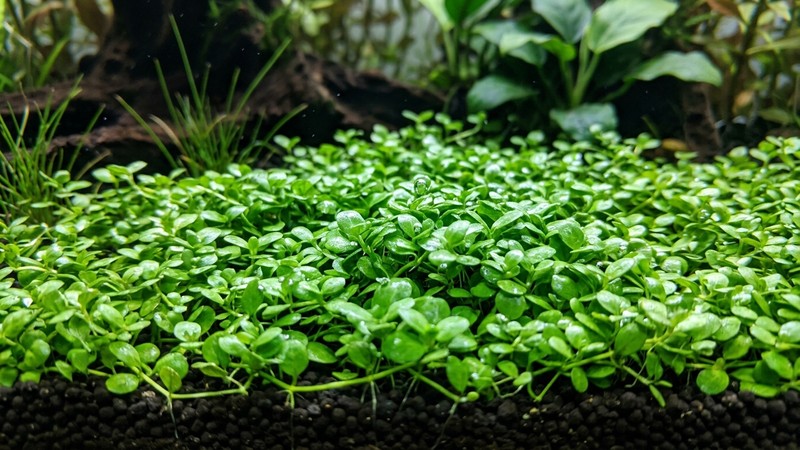 un detalle de planta tapizante Monte Carlo de hojas redondeadas y brillantes formando un tapiz verde vivo sobre el sustrato de un acuario plantado, agua cristalina