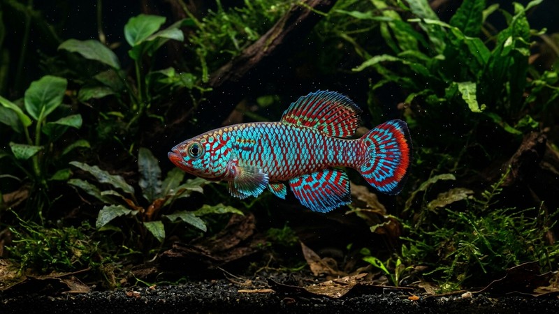 un killi Nothobranchius macho de colores metálicos brillantes nadando sobre un fondo oscuro de un acuario plantado