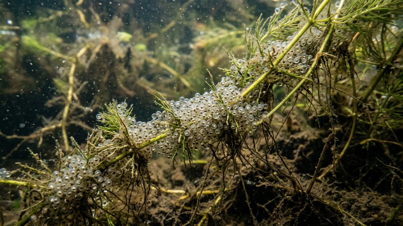 huevos de pez pegados a plantas acuáticas y raíces en un estanque