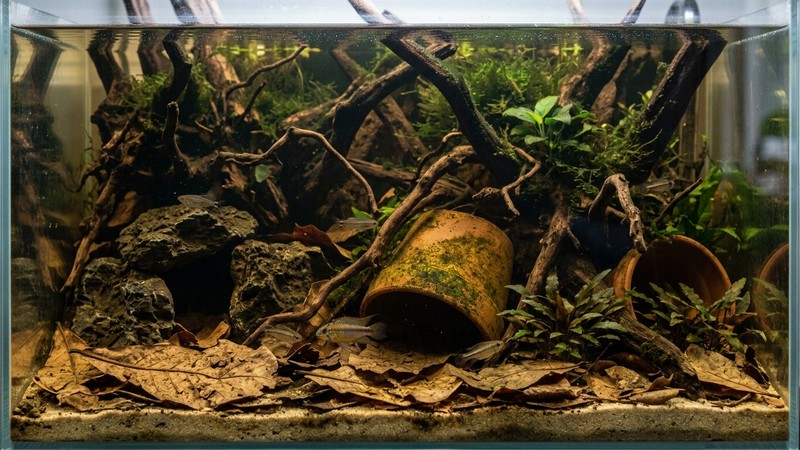 un acuario biotopo con muchos escondites, raíces de madera, cuevas de roca, macetas invertidas y una capa de hojas secas de catappa sobre el fondo de arena