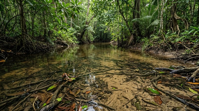 un remanso de río tropical del sudeste asiático, con aguas tranquilas y poco profundas, fondo de arena, raíces sumergidas y hojarasca, luz suave filtrándose