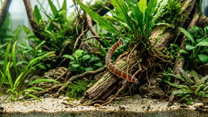 una locha kuhli sana y vigorosa serpenteando entre plantas verdes y raíces de un acuario maduro y limpio, con agua transparente y colores realistas