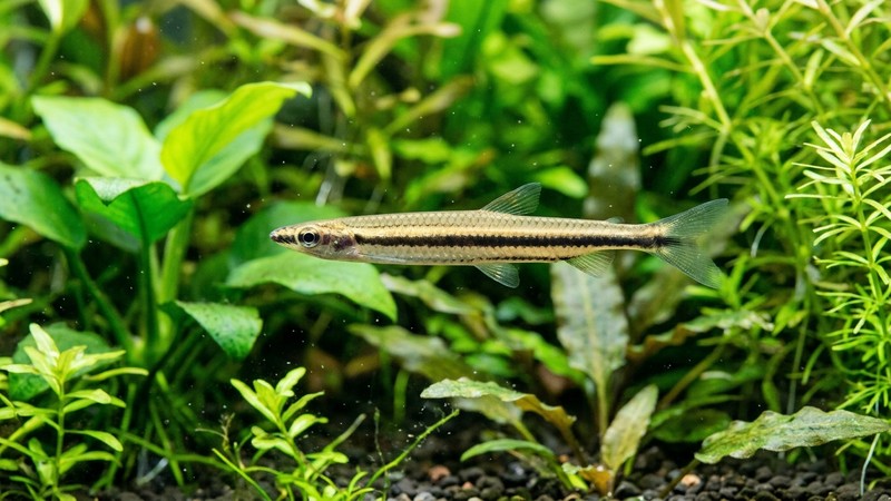 un primer plano de un pez lápiz delgado y alargado como un lápiz, mostrando con nitidez la línea oscura horizontal de su costado en un acuario plantado
