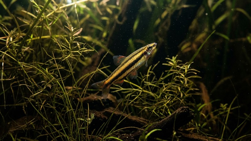 un pez lápiz nadando inclinado con la cabeza hacia arriba en diagonal entre plantas finas de un acuario plantado de aguas oscuras