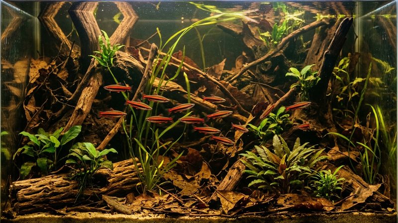 un acuario de selva amazónica con troncos, hojas secas en el fondo y agua ambarina de tono té, con peces lápiz rojos nadando entre plantas
