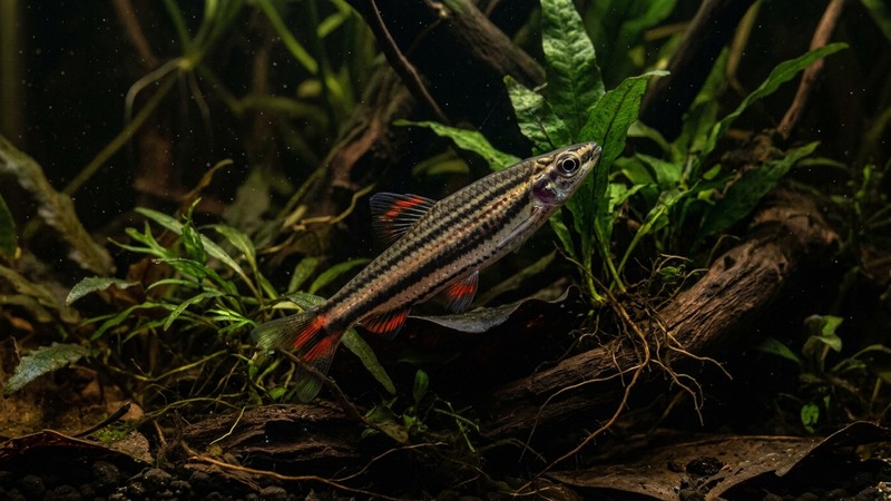 un pez lápiz de noche con un patrón de barras verticales oscuras en el cuerpo, descansando entre plantas de un acuario en penumbra